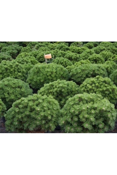 Сосна гірська Бенджамін хвоя